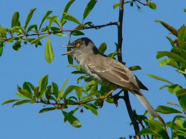sperwergrasmus in de boom
