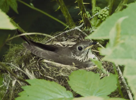 grijswangdwerglijster in nest
