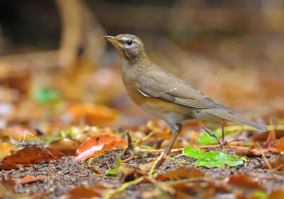 vale lijster in herfstbladeren