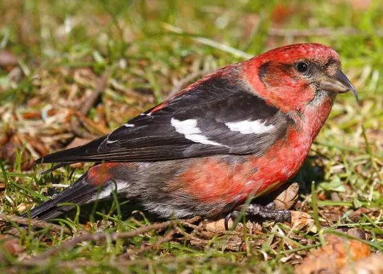 witbandkruisbek op de grond