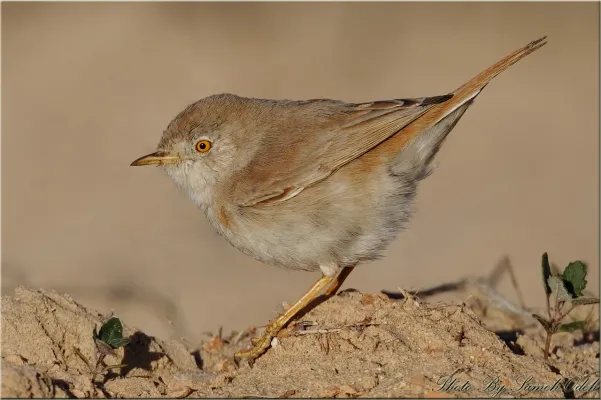 woestijngrasmus op de grond