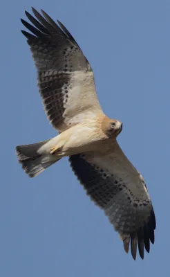dwergarend in vlucht tegen een blauwe lucht