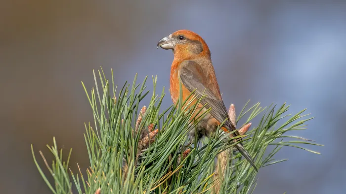 grote kruisbek in een dennenboom