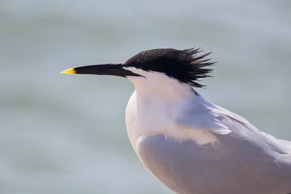 amerikaanse grote stern bij het water