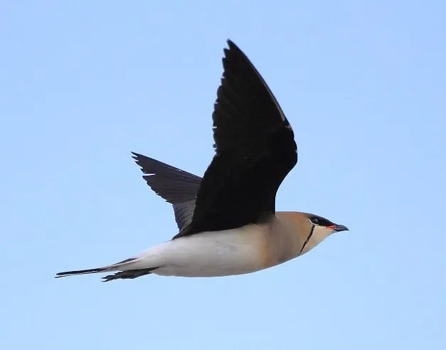 steppevorkstaartplevier in de lucht