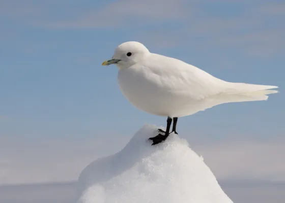 ivoormeeuw op sneeuw