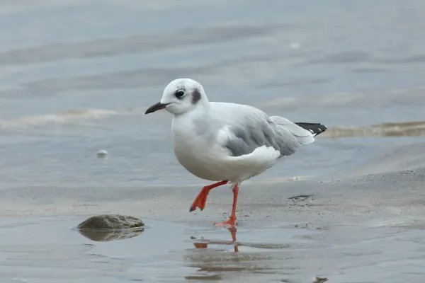 kleine kokmeeuw aan de waterkant