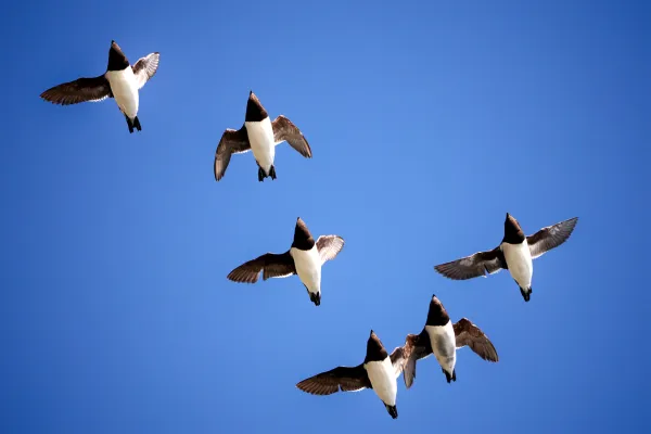 Zes Kleine Alk in de vlucht tegen een blauwe lucht