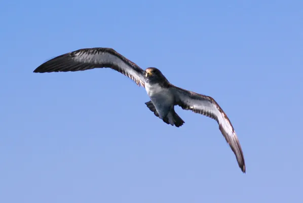 kuhls pijlstormvogel