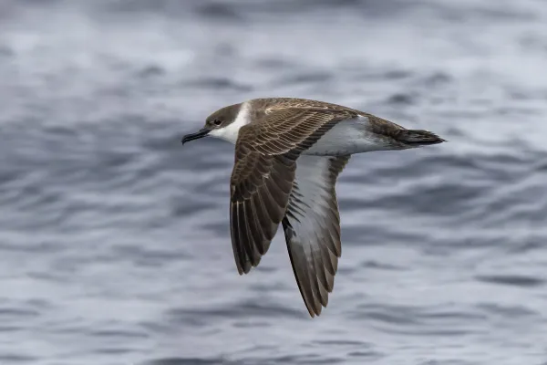 grote pijlstormvogel boven water
