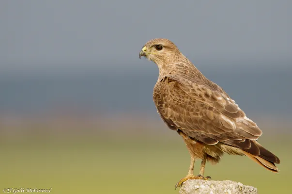 arendbuizerd in een veld