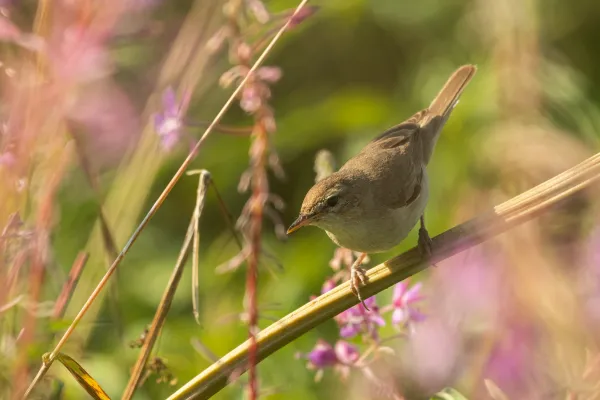 Kleine spotvogel in bloeiende omgeving