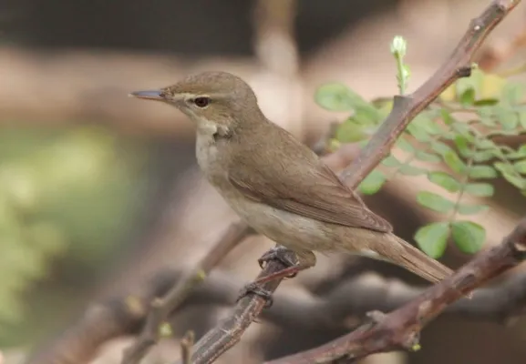 sykes' spotvogel op tak