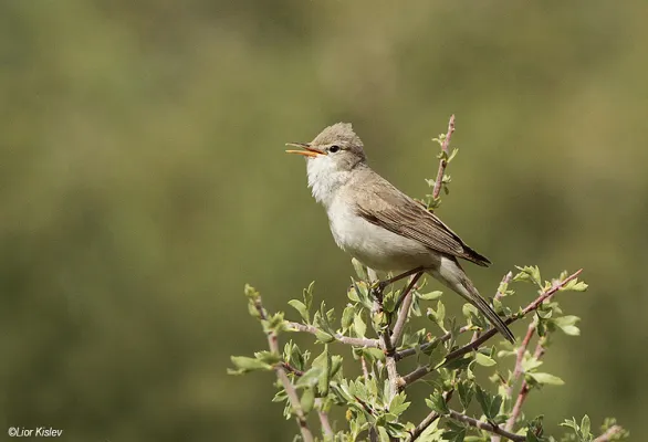 grote vale spotvogel op een tak