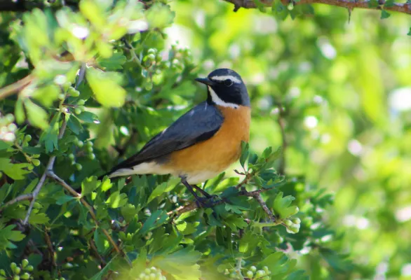 perzische roodborst in groene struik