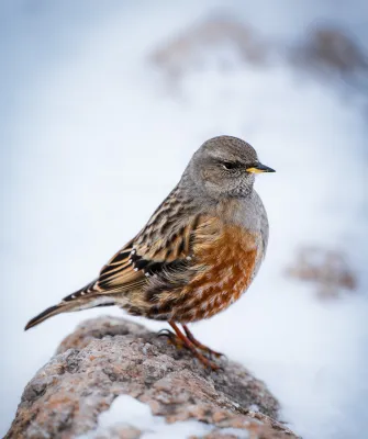 alpenheggenmus rots in een sneeuwlandschap