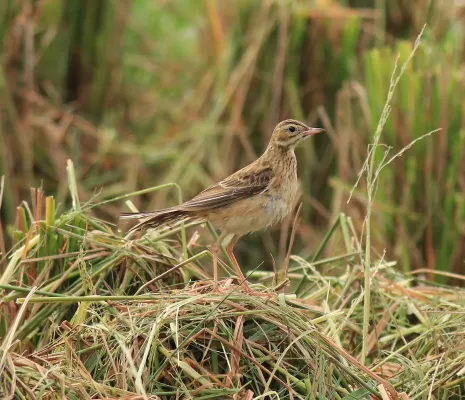 grote pieper in een graanveld