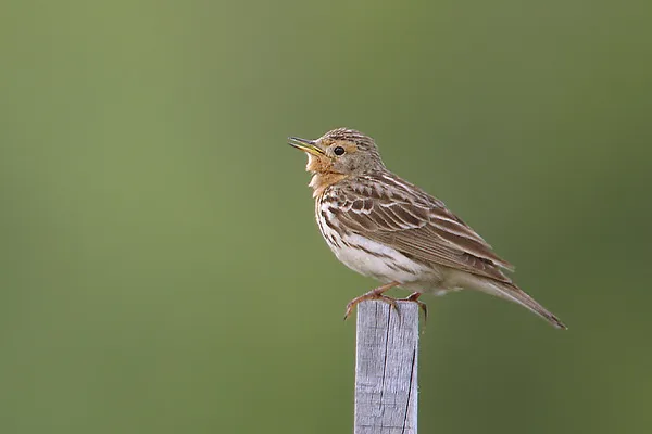 Roodkeelpieper op een paaltje