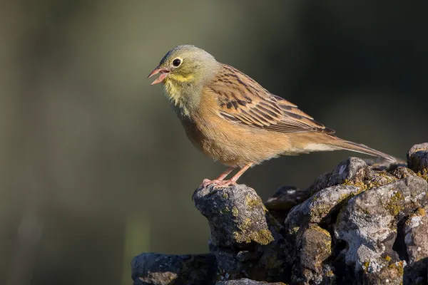 ortolaan op een rots