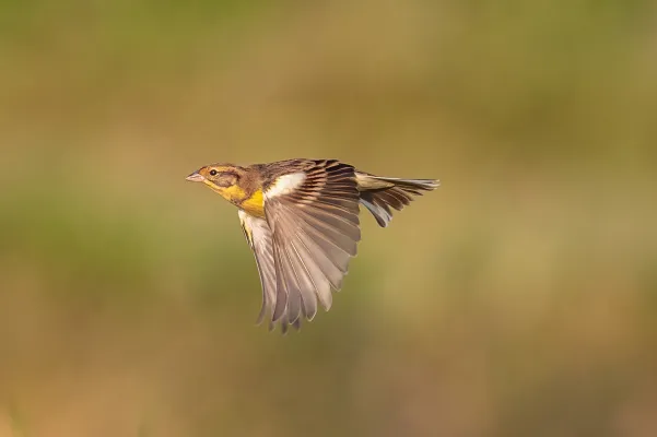 wilgengors in vlucht