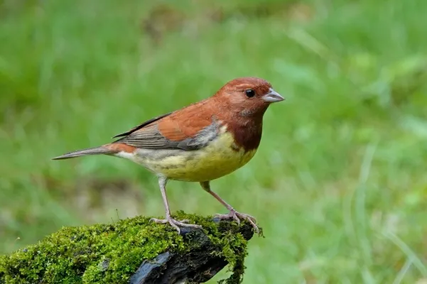 wilgengors op mossig hout