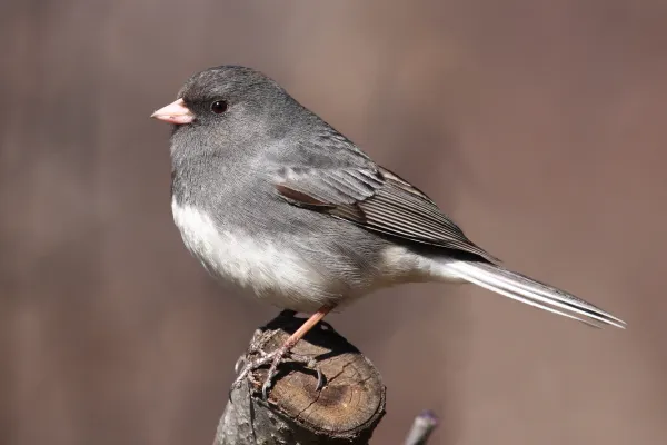 grijze junco op een tak
