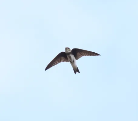 oeverzwaluw in de lucht