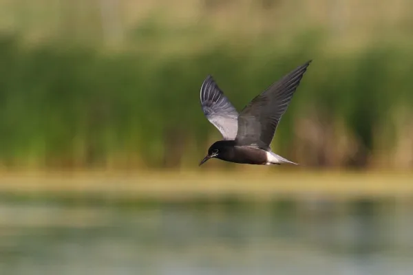 Zwarte stern in vlucht boven water
