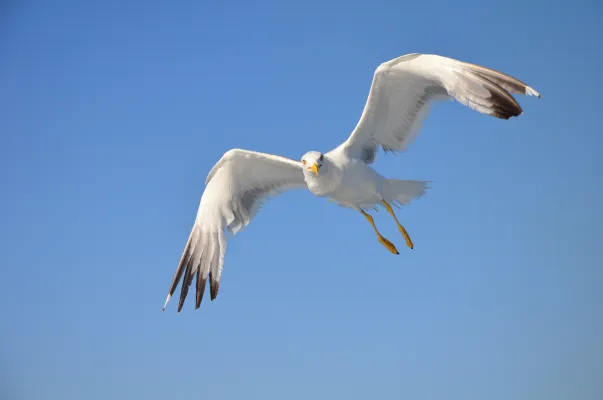 geelpootmeeuw in de Vlucht