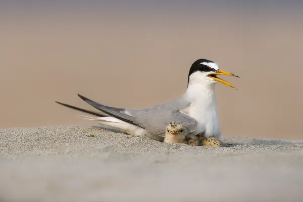dwergstern met kuiken op het strand