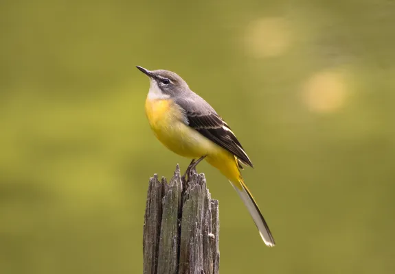 grote gele kwikstaart op een paal