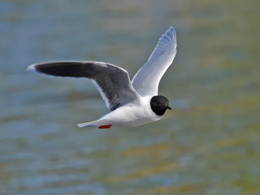 dwergmeeuw in vlucht boven water