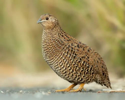 Kwartel op de grond