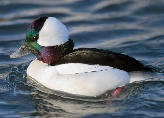 Buffelkopeend op het water