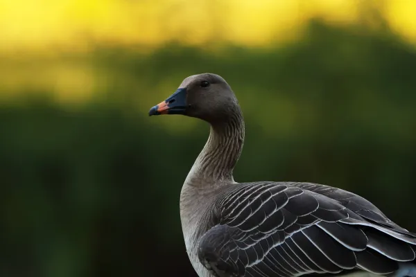 kleine rietgans in natuurlijke omgeving