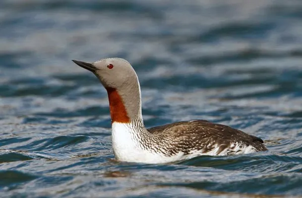 Roodkeelduiker op het water