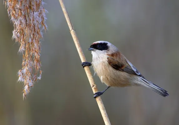buidelmees op rietstengel