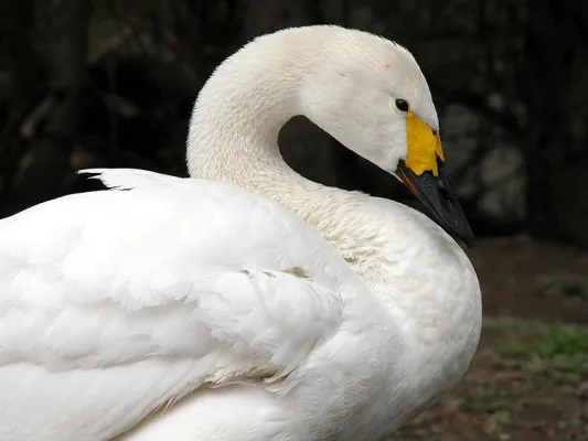kleine zwaan in een donkere omgeving