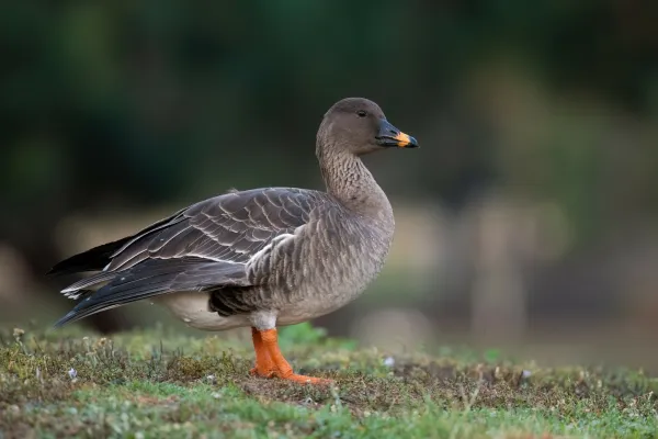 Toendrarietgans in een groene omgeving