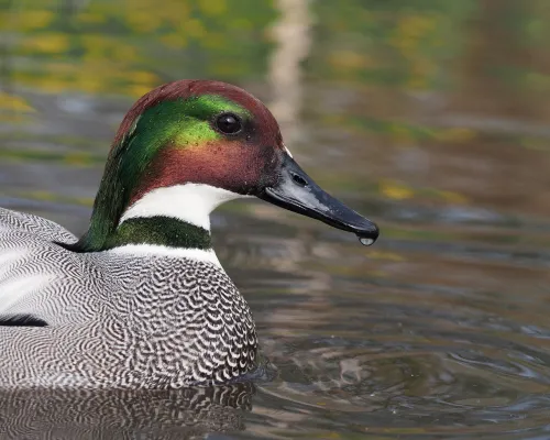 bronskopeend op het water