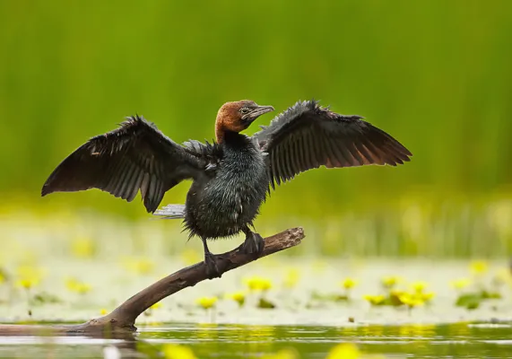 dwergaanscholver die zijn vleugels droogt in een moerassige omgeving