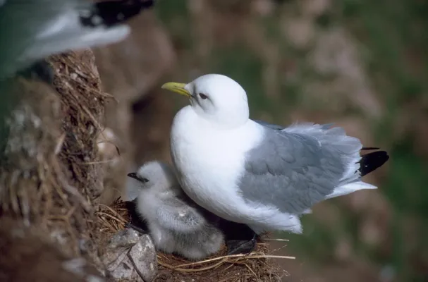 drieteenmeeuw met kuiken in nest