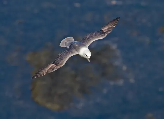 noordse stormvogel in vlucht boven de zee