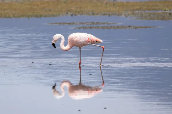 Chileense flamingo in ondiep water