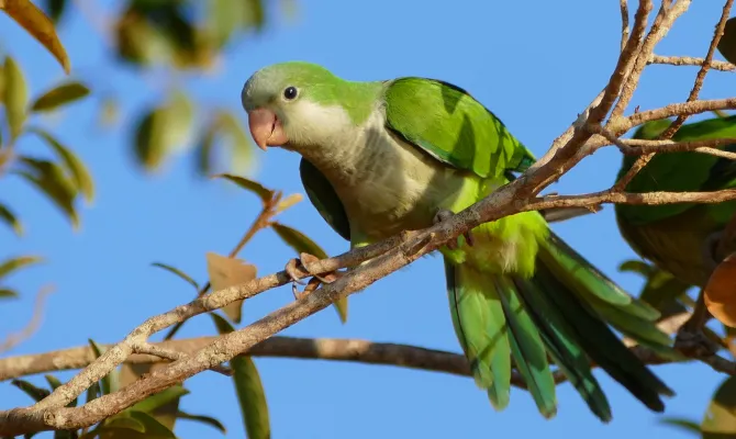 monniksparkiet in de boom