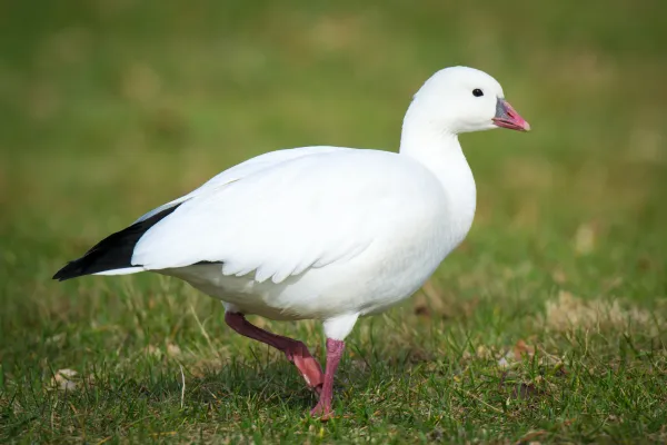 ross' gans op grasveld
