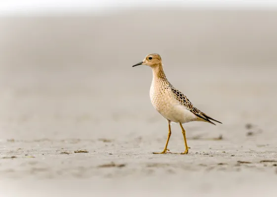 blonde ruiter op het strand