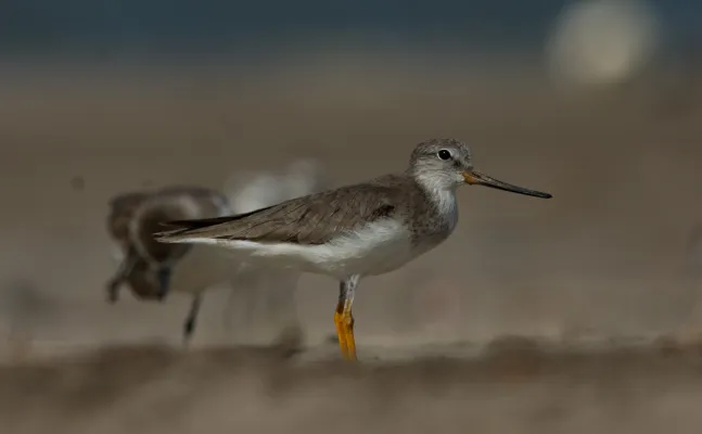 terekruiter op het strand