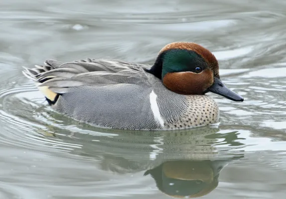 amerikaanse wintertaling