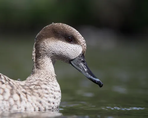 marmereend op het water